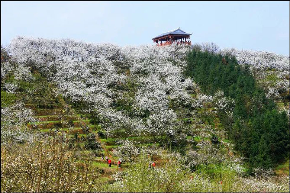 【春天，广西桂林灌阳县向您发出邀请！】我们在灌阳看梨花 - 游山玩水 - 潍坊生活社区 - 潍坊28生活网 wf.28life.net