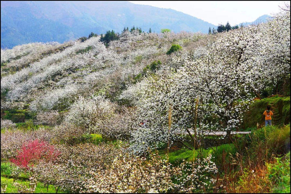 【春天，广西桂林灌阳县向您发出邀请！】我们在灌阳看梨花 - 游山玩水 - 潍坊生活社区 - 潍坊28生活网 wf.28life.net