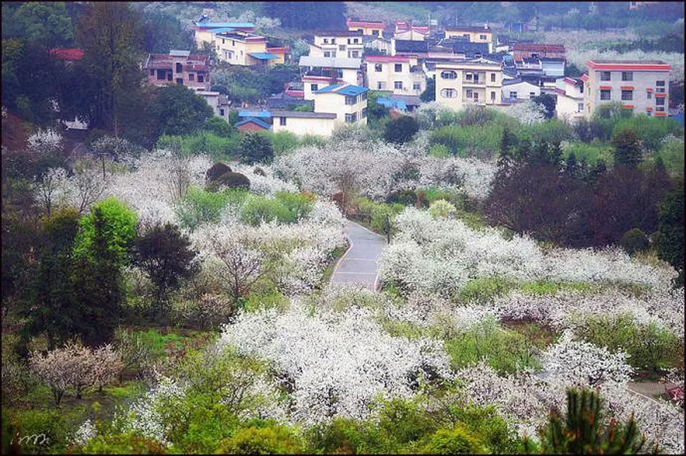 【春天，广西桂林灌阳县向您发出邀请！】我们在灌阳看梨花 - 游山玩水 - 潍坊生活社区 - 潍坊28生活网 wf.28life.net