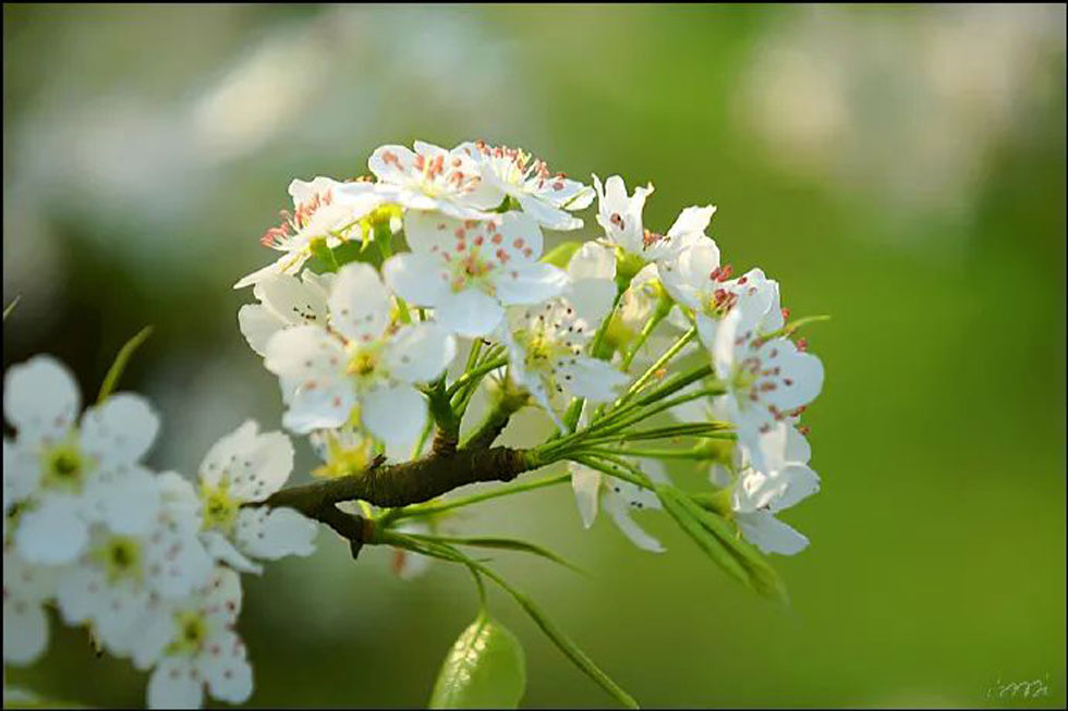 【春天，广西桂林灌阳县向您发出邀请！】我们在灌阳看梨花 - 游山玩水 - 潍坊生活社区 - 潍坊28生活网 wf.28life.net