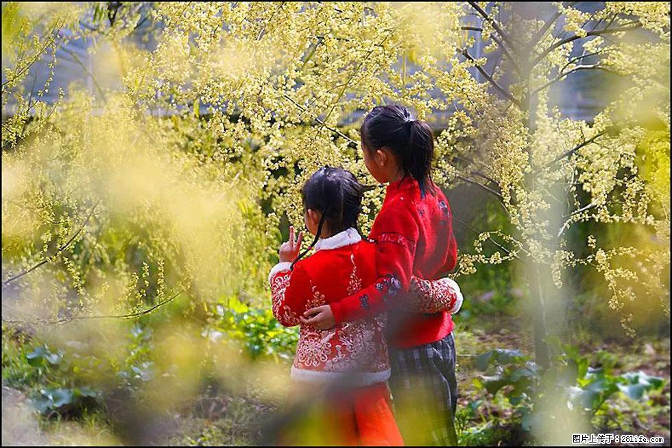 【春天，广西桂林灌阳县向您发出邀请！】米珠山前有片山苍子花在飘香 - 游山玩水 - 潍坊生活社区 - 潍坊28生活网 wf.28life.net