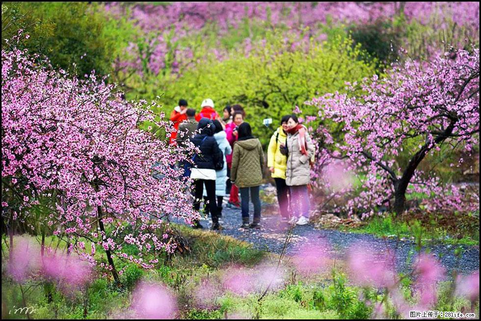 【春天，广西桂林灌阳县向您发出邀请！】官庄村有个醉美的桃花园 - 游山玩水 - 潍坊生活社区 - 潍坊28生活网 wf.28life.net