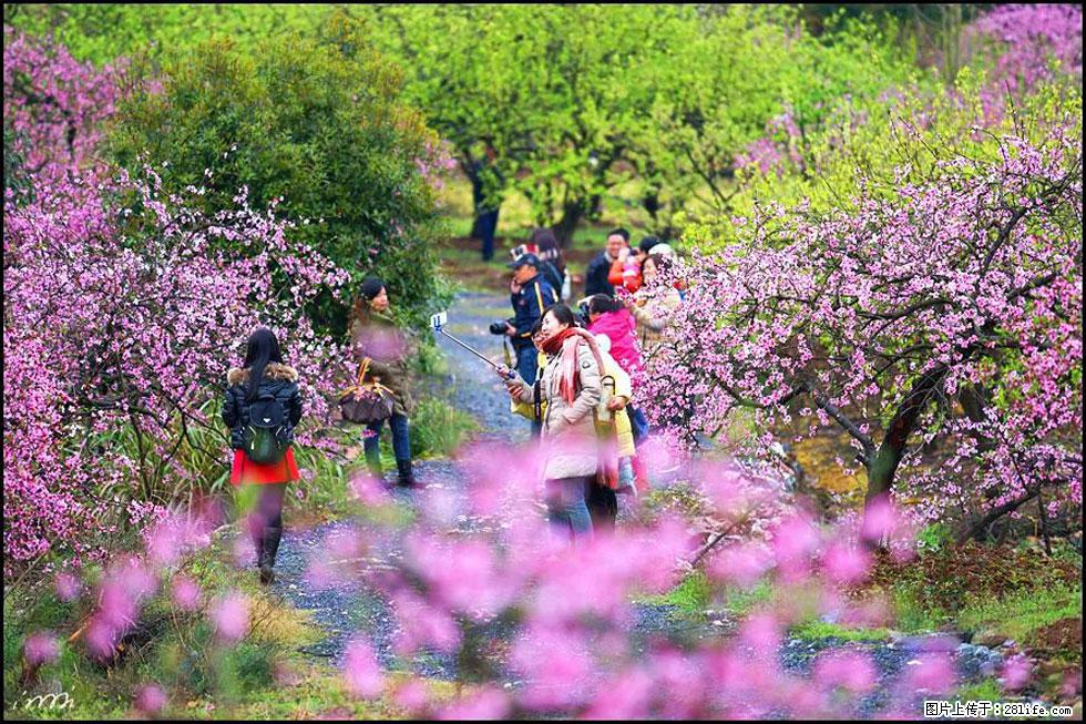 【春天，广西桂林灌阳县向您发出邀请！】官庄村有个醉美的桃花园 - 游山玩水 - 潍坊生活社区 - 潍坊28生活网 wf.28life.net