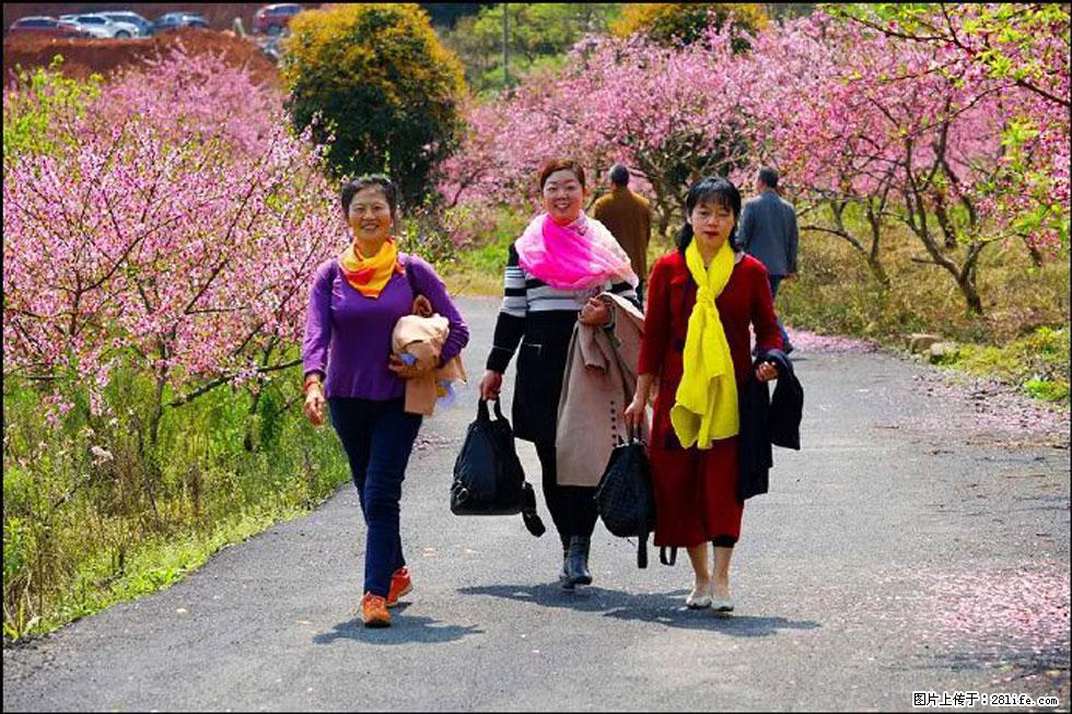 【春天，广西桂林灌阳县向您发出邀请！】官庄村有个醉美的桃花园 - 游山玩水 - 潍坊生活社区 - 潍坊28生活网 wf.28life.net