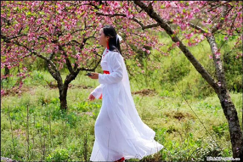 【春天，广西桂林灌阳县向您发出邀请！】官庄村有个醉美的桃花园 - 游山玩水 - 潍坊生活社区 - 潍坊28生活网 wf.28life.net