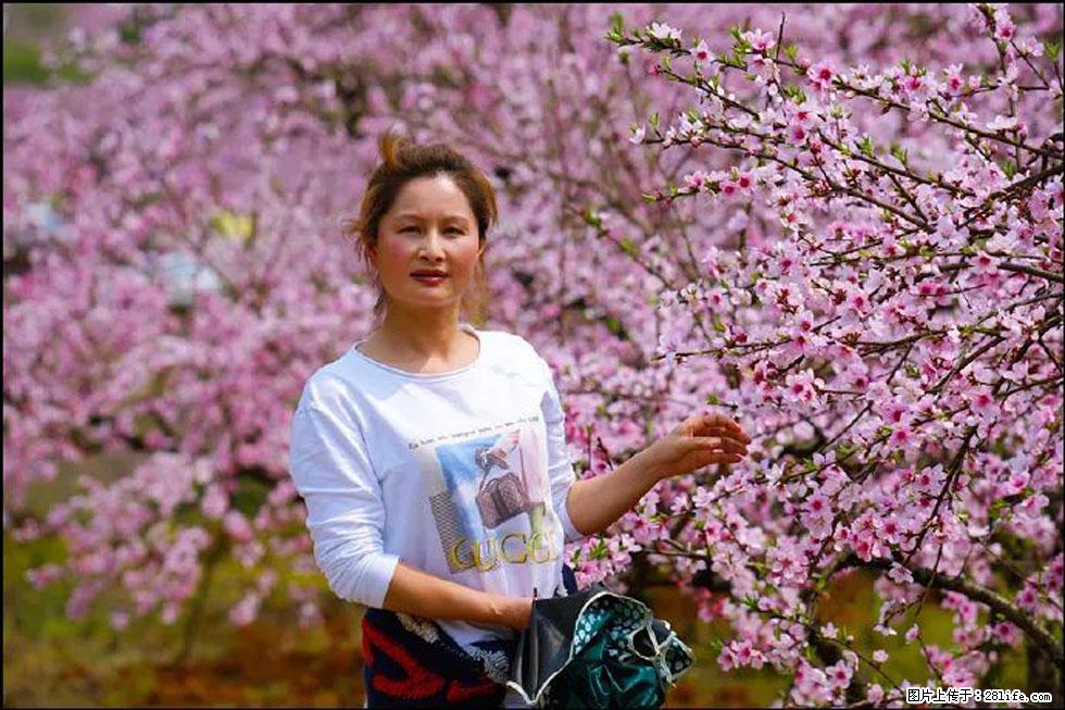 【春天，广西桂林灌阳县向您发出邀请！】官庄村有个醉美的桃花园 - 游山玩水 - 潍坊生活社区 - 潍坊28生活网 wf.28life.net