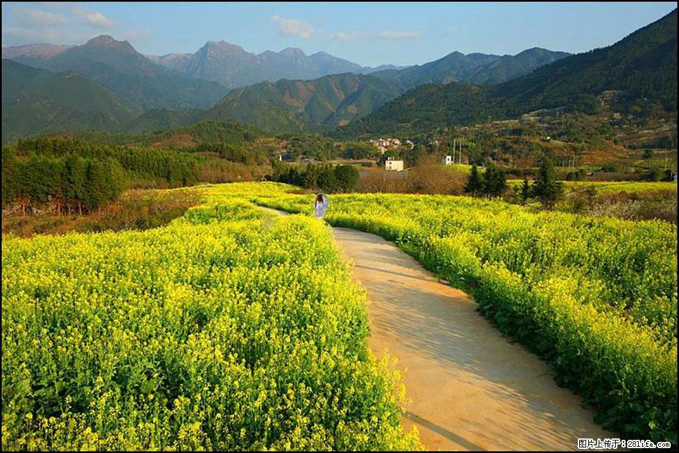 【春天，广西桂林灌阳县向您发出邀请！】长坪村油菜盛情花开 - 游山玩水 - 潍坊生活社区 - 潍坊28生活网 wf.28life.net