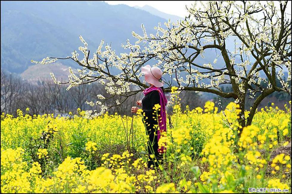 【春天，广西桂林灌阳县向您发出邀请！】长坪村油菜盛情花开 - 游山玩水 - 潍坊生活社区 - 潍坊28生活网 wf.28life.net