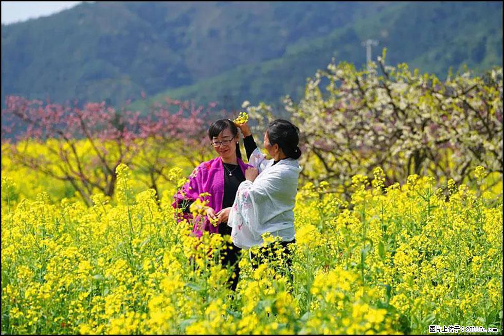【春天，广西桂林灌阳县向您发出邀请！】长坪村油菜盛情花开 - 游山玩水 - 潍坊生活社区 - 潍坊28生活网 wf.28life.net