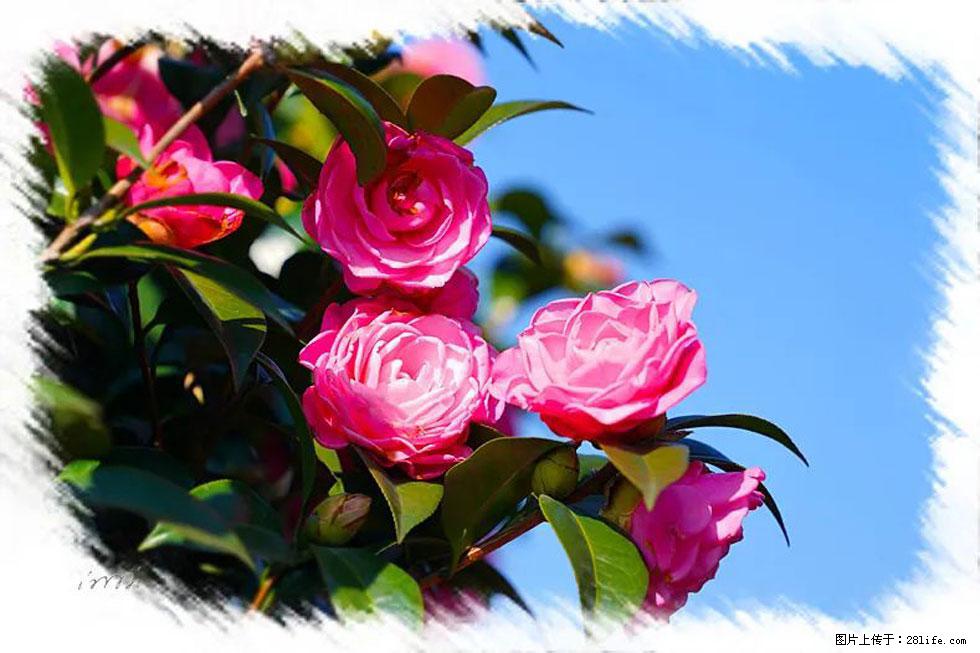 【春天，广西桂林灌阳县向您发出邀请！】杨柳井茶花惹人爱 - 游山玩水 - 潍坊生活社区 - 潍坊28生活网 wf.28life.net
