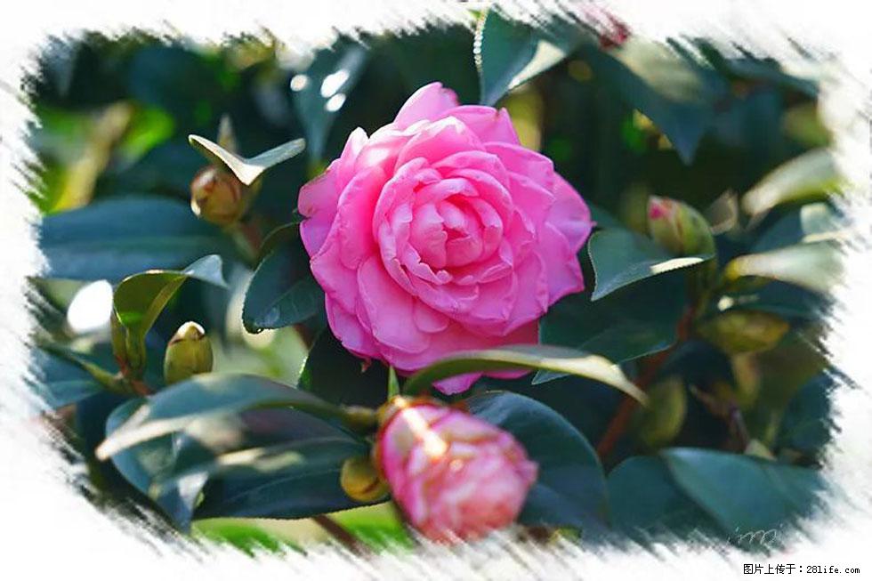 【春天，广西桂林灌阳县向您发出邀请！】杨柳井茶花惹人爱 - 游山玩水 - 潍坊生活社区 - 潍坊28生活网 wf.28life.net