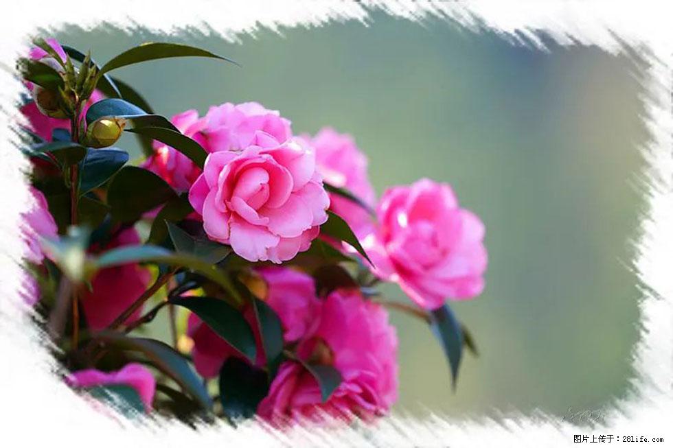 【春天，广西桂林灌阳县向您发出邀请！】杨柳井茶花惹人爱 - 游山玩水 - 潍坊生活社区 - 潍坊28生活网 wf.28life.net