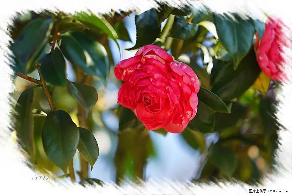 【春天，广西桂林灌阳县向您发出邀请！】杨柳井茶花惹人爱 - 游山玩水 - 潍坊生活社区 - 潍坊28生活网 wf.28life.net