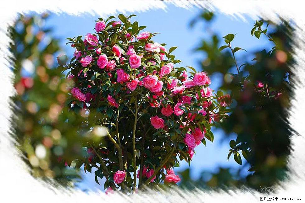 【春天，广西桂林灌阳县向您发出邀请！】杨柳井茶花惹人爱 - 游山玩水 - 潍坊生活社区 - 潍坊28生活网 wf.28life.net