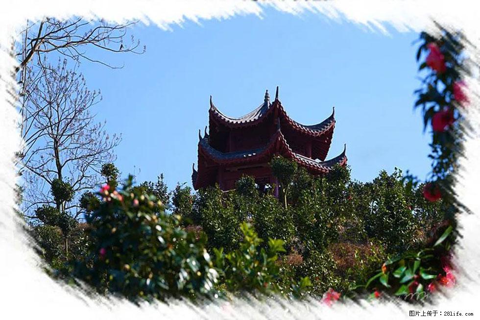 【春天，广西桂林灌阳县向您发出邀请！】杨柳井茶花惹人爱 - 游山玩水 - 潍坊生活社区 - 潍坊28生活网 wf.28life.net