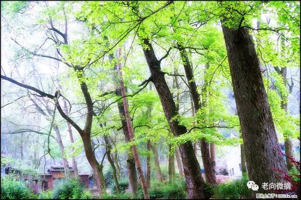 【春天，广西桂林灌阳县向您发出邀请！】在小龙村与春天约会 - 游山玩水 - 潍坊生活社区 - 潍坊28生活网 wf.28life.net