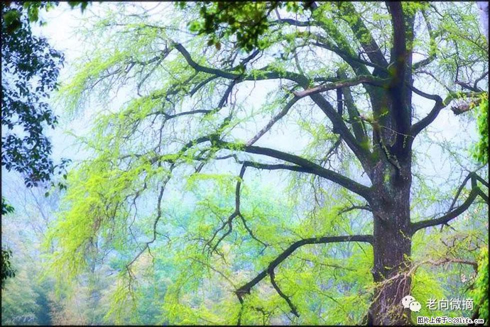 【春天，广西桂林灌阳县向您发出邀请！】在小龙村与春天约会 - 游山玩水 - 潍坊生活社区 - 潍坊28生活网 wf.28life.net