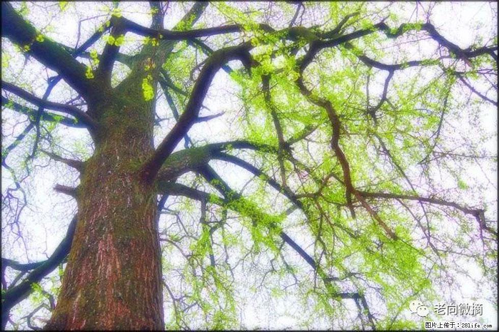 【春天，广西桂林灌阳县向您发出邀请！】在小龙村与春天约会 - 游山玩水 - 潍坊生活社区 - 潍坊28生活网 wf.28life.net
