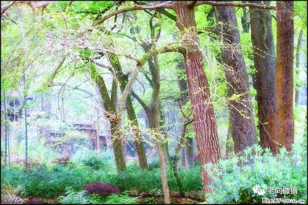 【春天，广西桂林灌阳县向您发出邀请！】在小龙村与春天约会 - 游山玩水 - 潍坊生活社区 - 潍坊28生活网 wf.28life.net