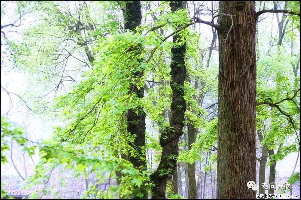【春天，广西桂林灌阳县向您发出邀请！】在小龙村与春天约会 - 游山玩水 - 潍坊生活社区 - 潍坊28生活网 wf.28life.net