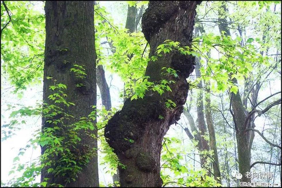 【春天，广西桂林灌阳县向您发出邀请！】在小龙村与春天约会 - 游山玩水 - 潍坊生活社区 - 潍坊28生活网 wf.28life.net