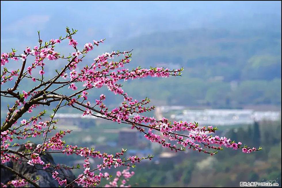 【春天，广西桂林灌阳县向您发出邀请！】望月岭上桃花开 - 游山玩水 - 潍坊生活社区 - 潍坊28生活网 wf.28life.net