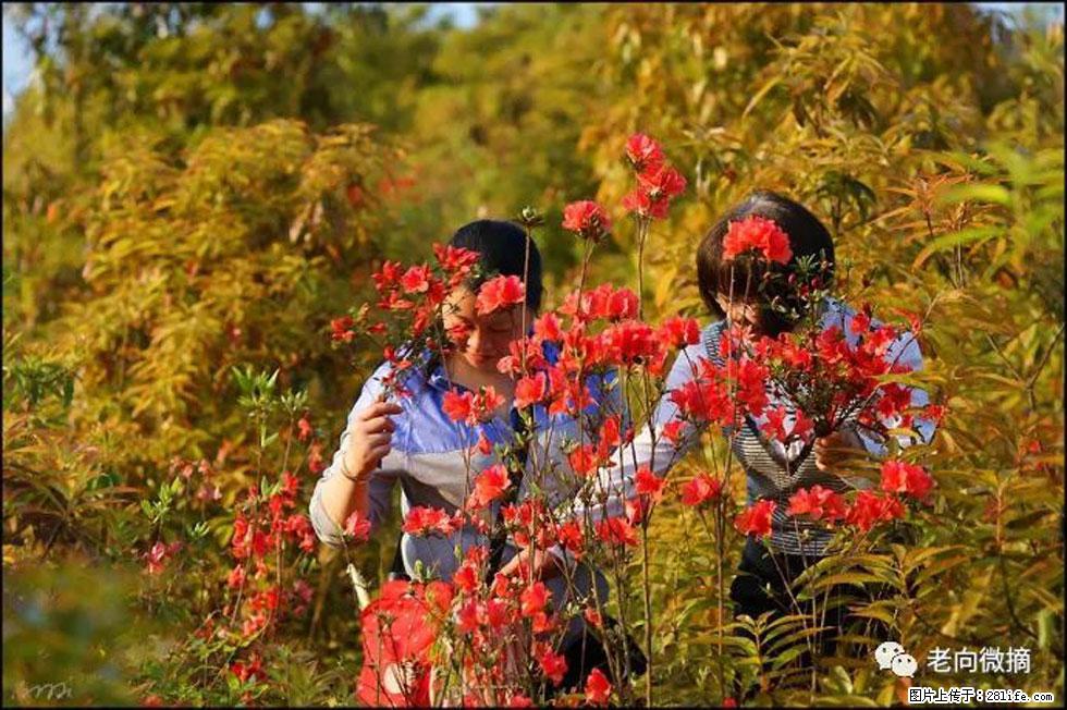 【春天，广西桂林灌阳县向您发出邀请！】登麒麟山，相约映山红 - 游山玩水 - 潍坊生活社区 - 潍坊28生活网 wf.28life.net