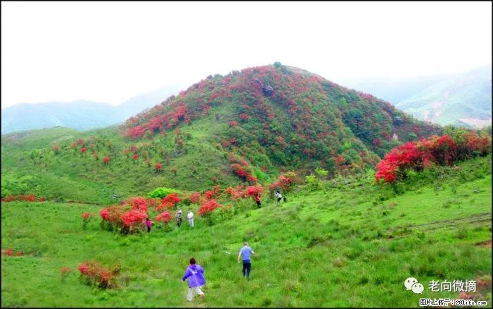 【春天，广西桂林灌阳县向您发出邀请！】宝盖山上映山红 - 游山玩水 - 潍坊生活社区 - 潍坊28生活网 wf.28life.net