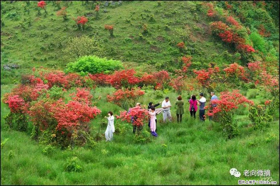 【春天，广西桂林灌阳县向您发出邀请！】宝盖山上映山红 - 游山玩水 - 潍坊生活社区 - 潍坊28生活网 wf.28life.net