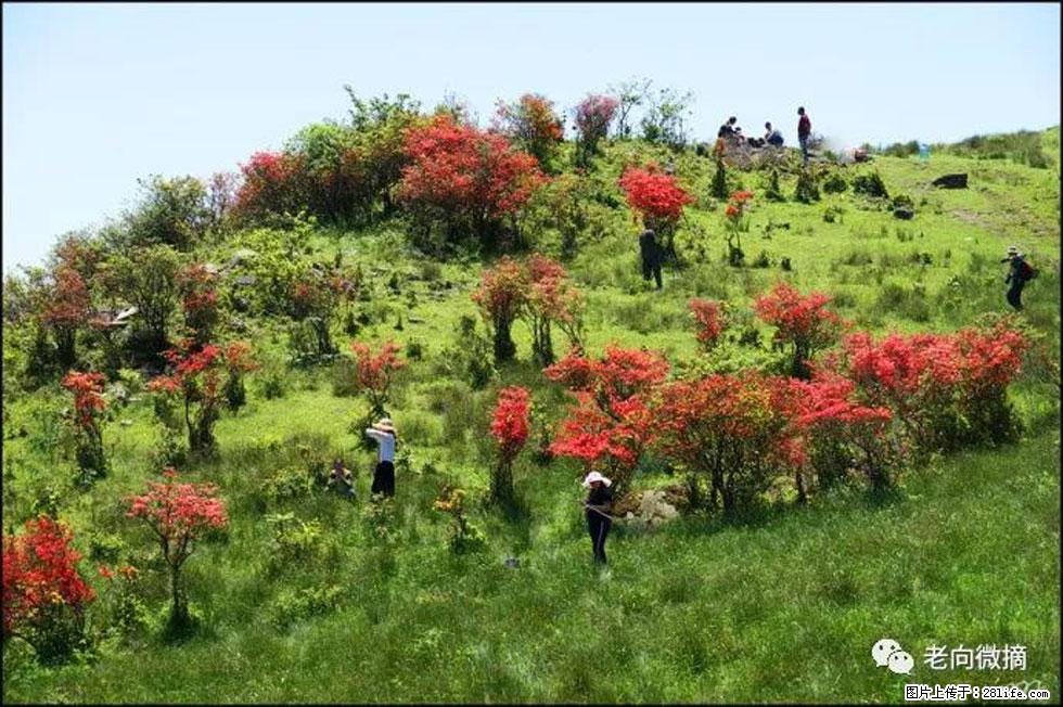 【春天，广西桂林灌阳县向您发出邀请！】宝盖山上映山红 - 游山玩水 - 潍坊生活社区 - 潍坊28生活网 wf.28life.net