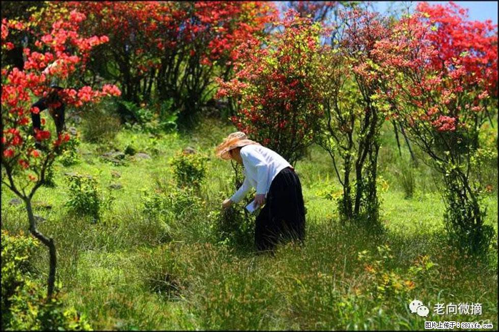 【春天，广西桂林灌阳县向您发出邀请！】宝盖山上映山红 - 游山玩水 - 潍坊生活社区 - 潍坊28生活网 wf.28life.net