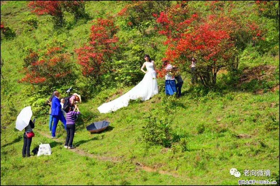【春天，广西桂林灌阳县向您发出邀请！】宝盖山上映山红 - 游山玩水 - 潍坊生活社区 - 潍坊28生活网 wf.28life.net