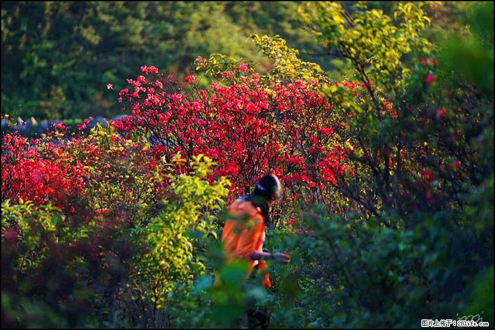 【春天，广西桂林灌阳县向您发出邀请！】春木界上映山红 - 游山玩水 - 潍坊生活社区 - 潍坊28生活网 wf.28life.net