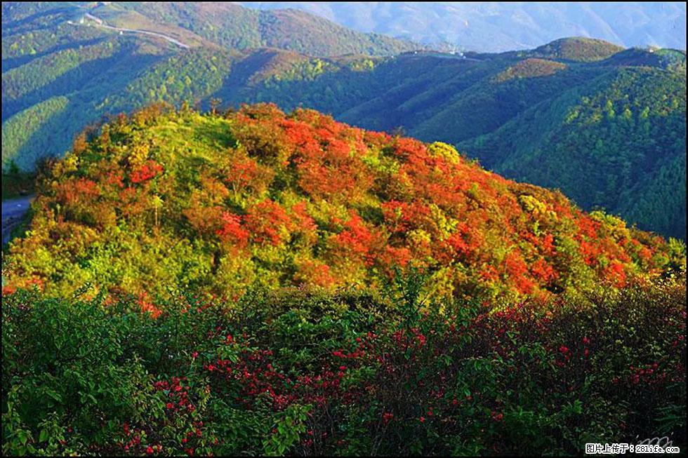 【春天，广西桂林灌阳县向您发出邀请！】春木界上映山红 - 游山玩水 - 潍坊生活社区 - 潍坊28生活网 wf.28life.net