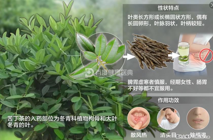 苦丁茶有哪些功效和作用 - 生活百科 - 潍坊生活社区 - 潍坊28生活网 wf.28life.net