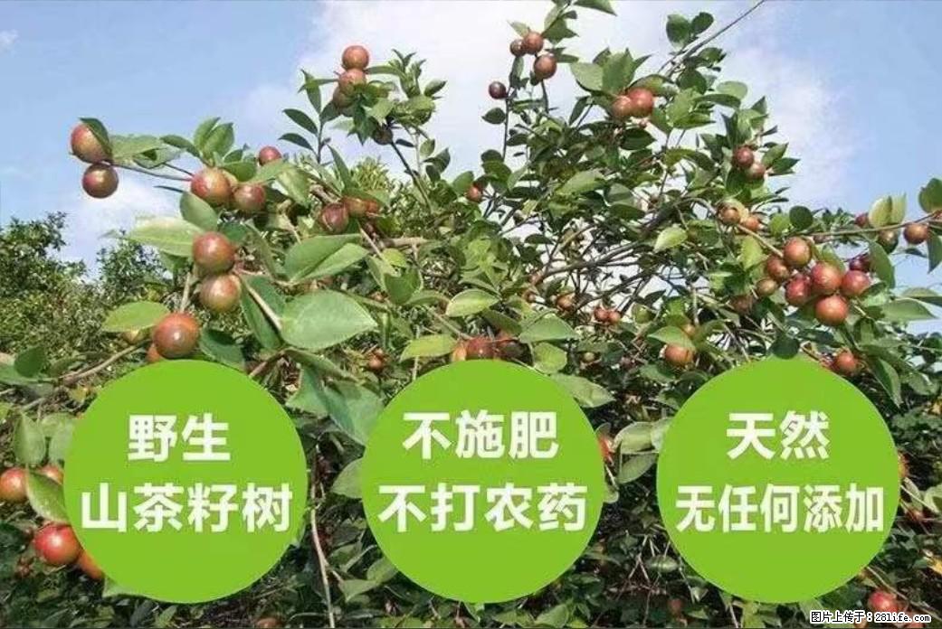 【灌阳县油茶产业示范区】一个有着充实的精神生活的人，对待身外之物自会有一种淡泊的态度 - 土特产 - 饮食特产 - 潍坊分类信息 - 潍坊28生活网 wf.28life.net