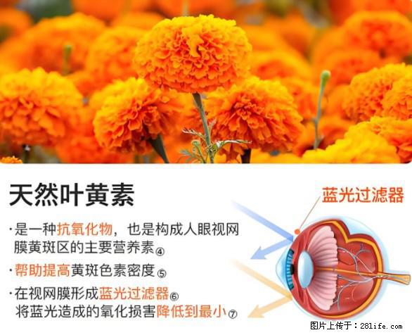 叶黄素有什么功效和作用 - 生活百科 - 潍坊生活社区 - 潍坊28生活网 wf.28life.net