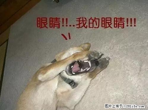 笑癫了！一女的怀孕三年未生，他终于忍不住了... - 娱乐八卦 - 潍坊生活社区 - 潍坊28生活网 wf.28life.net