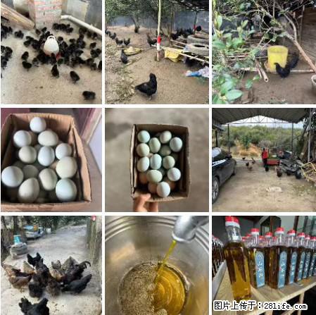 油茶园从小鸡仔开始养起的纯土鸡、土鸡蛋可以预定啦！还有前几天刚榨的纯山茶油哦 - 土特产 - 饮食特产 - 潍坊分类信息 - 潍坊28生活网 wf.28life.net