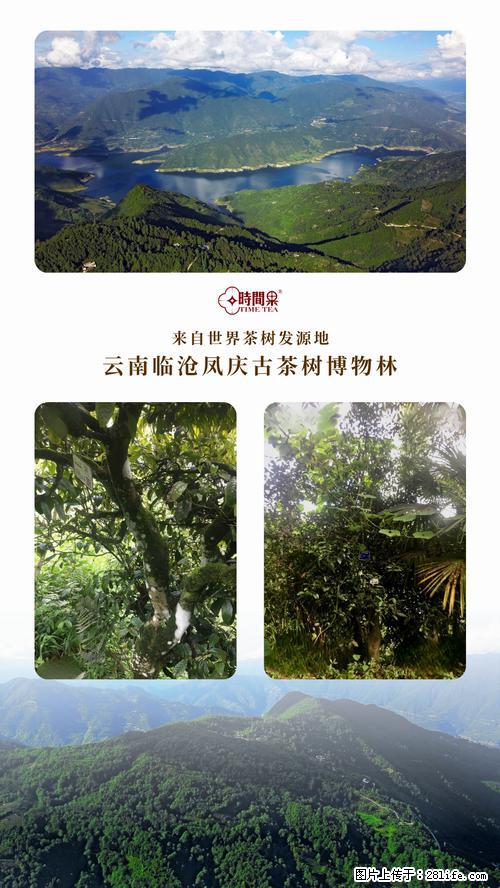 时间果百年古树2025年春红茶 - 购物交流 - 潍坊生活社区 - 潍坊28生活网 wf.28life.net