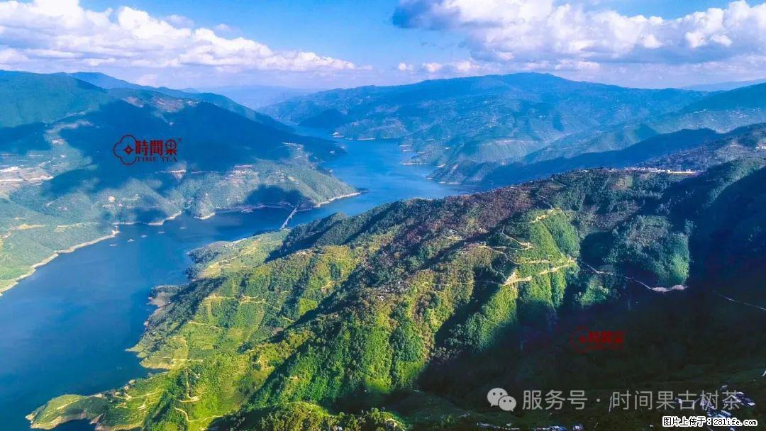 时间果百年古树龙珠普洱生茶 - 购物交流 - 潍坊生活社区 - 潍坊28生活网 wf.28life.net