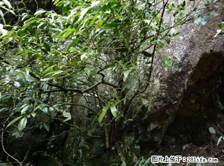 平乐石崖茶，珍贵仅次于金花茶 - 潍坊生活资讯 - 潍坊28生活网 wf.28life.net
