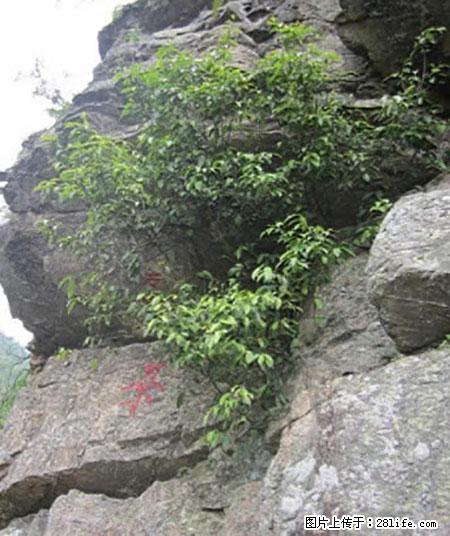 平乐石崖茶，珍贵仅次于金花茶 - 潍坊生活资讯 - 潍坊28生活网 wf.28life.net