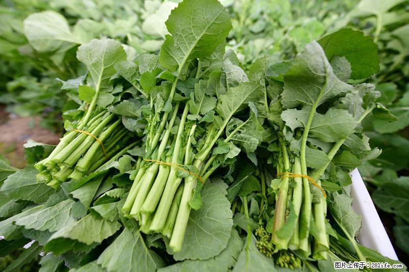 这些蔬菜是“天然钙片”，这6种被医生重点推荐 - 潍坊生活资讯 - 潍坊28生活网 wf.28life.net